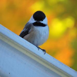 Black-capped Chickadee