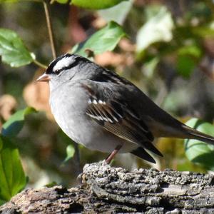 White-crowned Sparrow