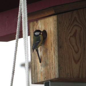 Great Tit