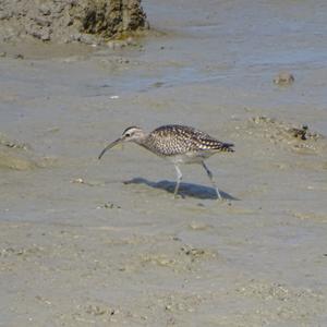 Regenbrachvogel