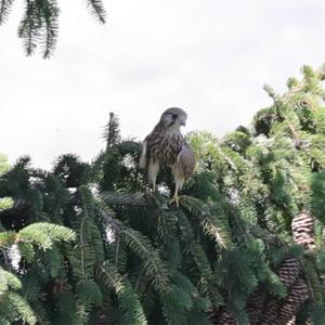 Common Kestrel