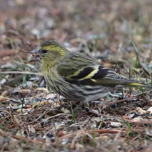 Eurasian Siskin