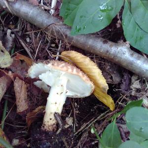 Sharp-scaled Lepiota