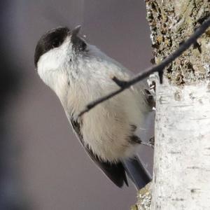 Willow Tit