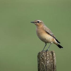 Northern Wheatear