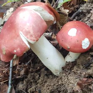 Bare-toothed Russula