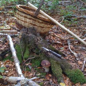 King Bolete