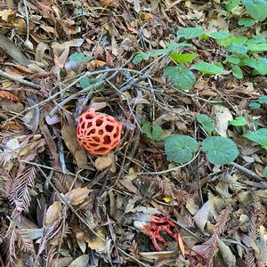 Red Cage Fungus