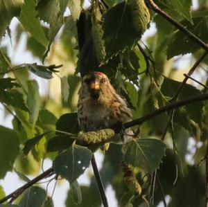 Common Redpoll