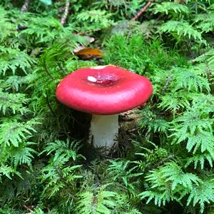 Emetic Russula