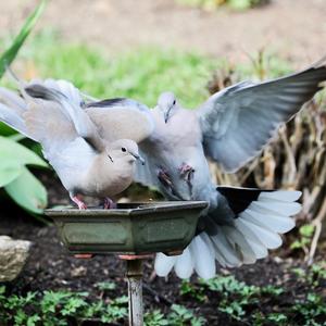 Eurasian Collared-dove