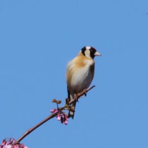 European Goldfinch