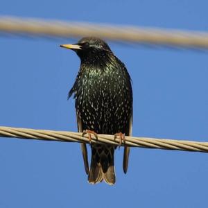 Common Starling