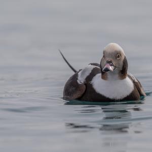 Long-tailed Duck