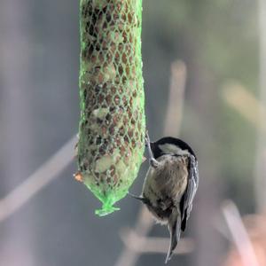 Coal Tit