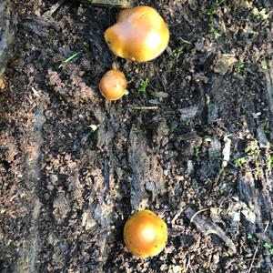 Deadly Galerina