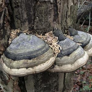 Tinder Polypore