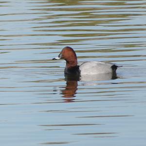 Common Pochard