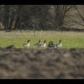 Greylag Goose