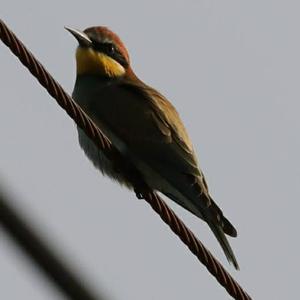 European Bee-eater