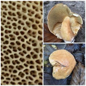 Jersey Cow Bolete