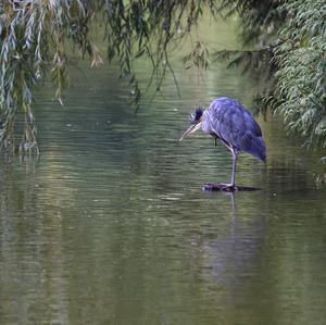 Great Blue Heron