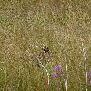 Western Marsh-harrier