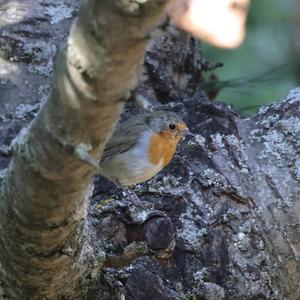 European Robin