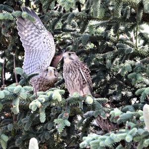 Common Kestrel