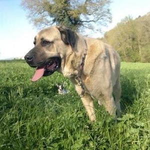 Anatolian Shepherd