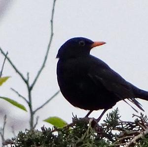 Eurasian Blackbird