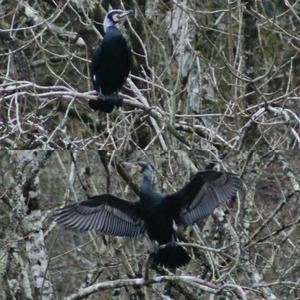 Great Cormorant