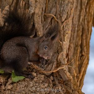 Eurasian Red Squirrel