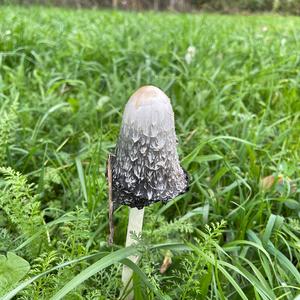 Shaggy Mane