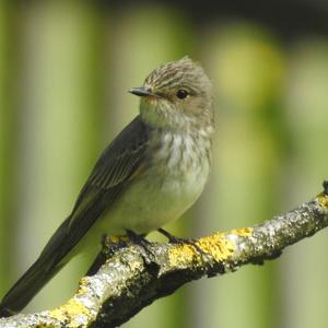 Spotted Flycatcher