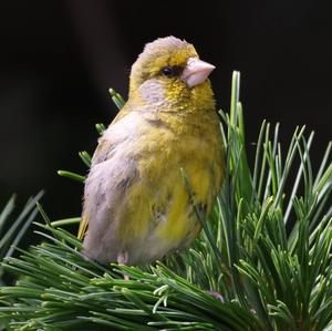 European Greenfinch