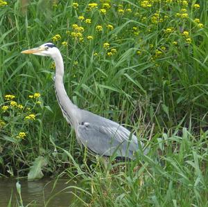 Grey Heron