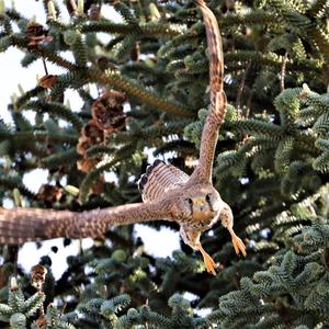 Common Kestrel