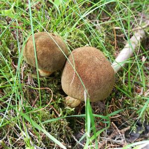 Yellow-cracked Bolete