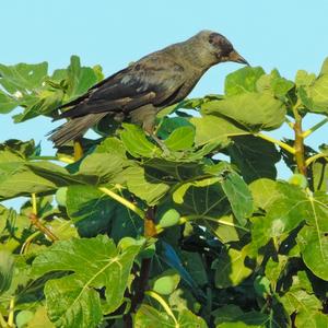 Eurasian Jackdaw