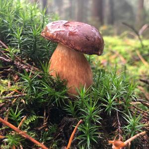 King Bolete