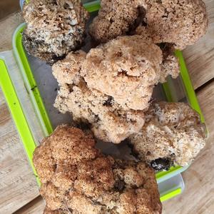 Eastern Cauliflower Mushroom