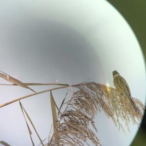 Reed Bunting