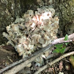 Hen-of-the-Woods