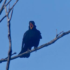 Eurasian Blackbird