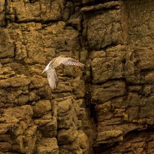 Whimbrel