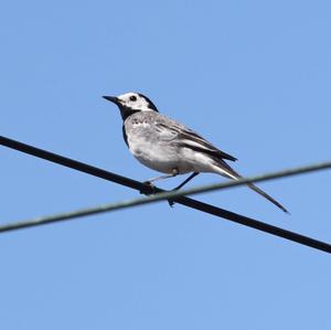 White Wagtail