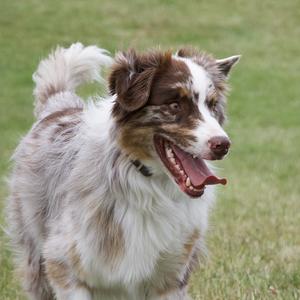 Australian Shepherd