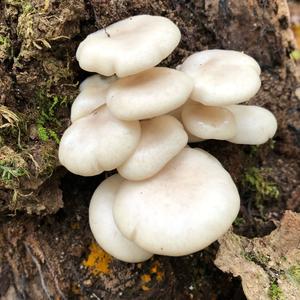 Oyster Mushroom