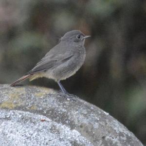 Black Redstart